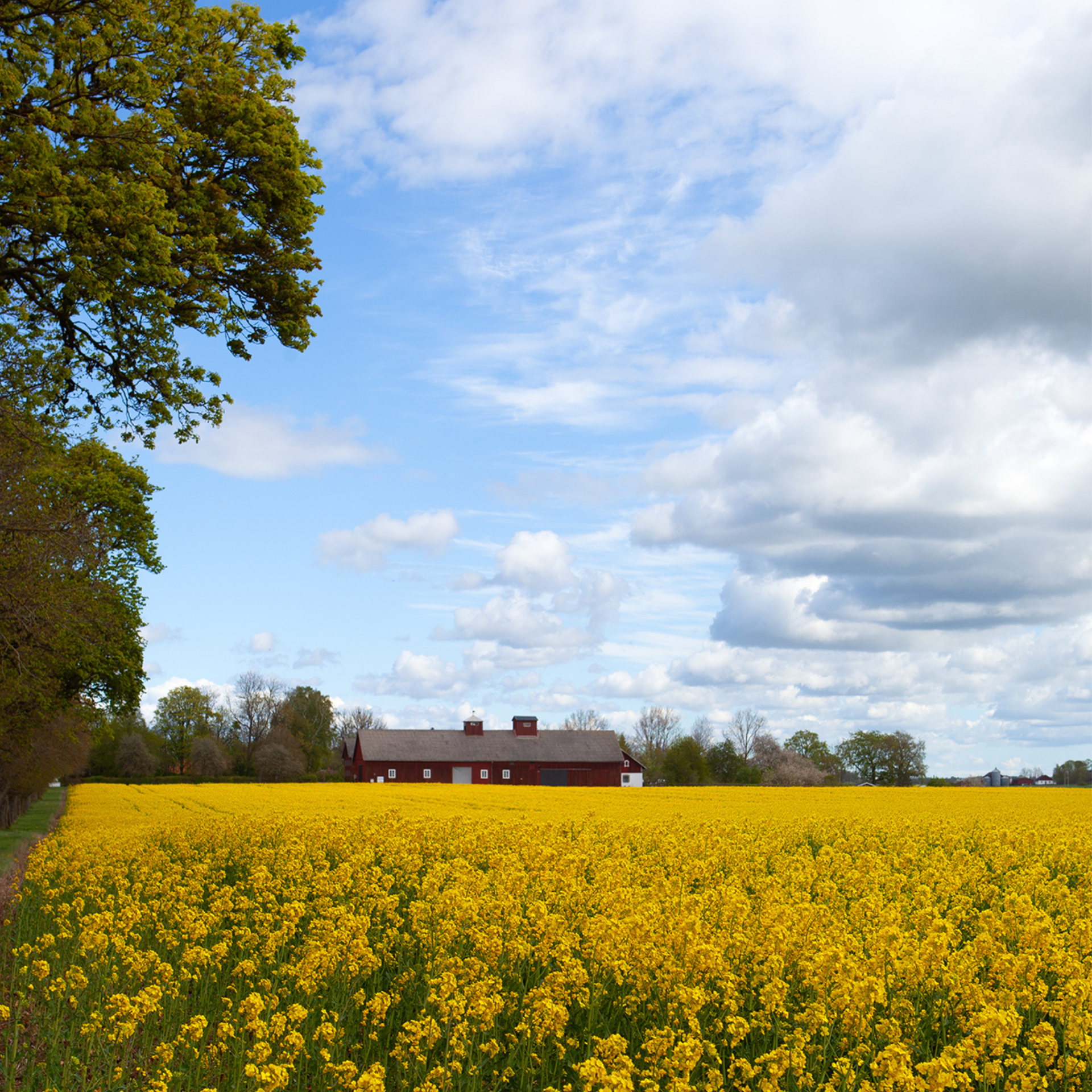 ladugård